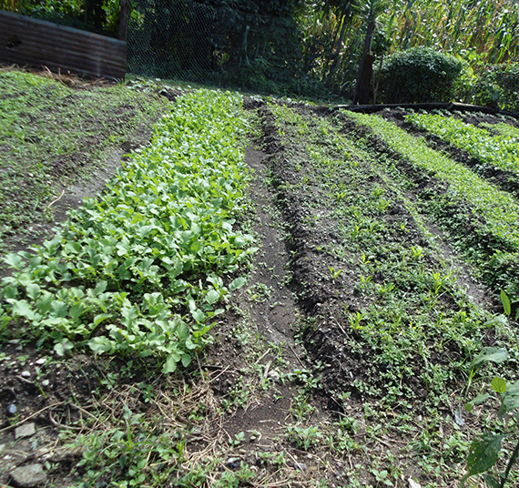 Fortalecimiento de la agricultura 8